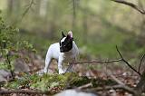 BOULEDOGUE FRANCAIS 1037